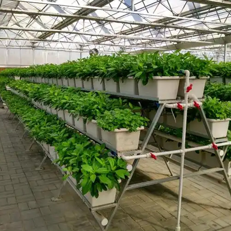 定西市植物工厂水培蔬菜 - 哪里好
